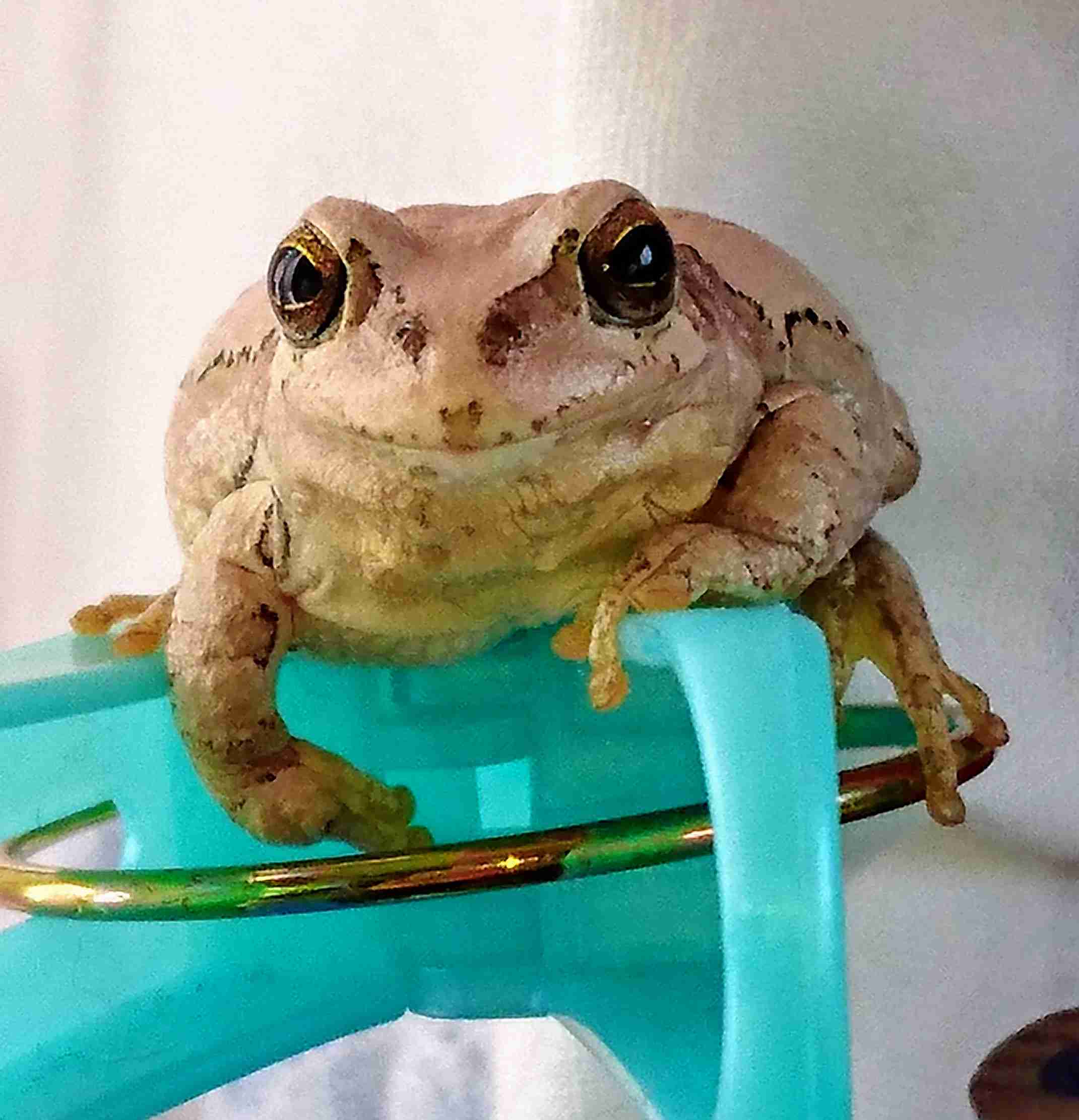 両生類・爬虫類のペット飼育している人🐸