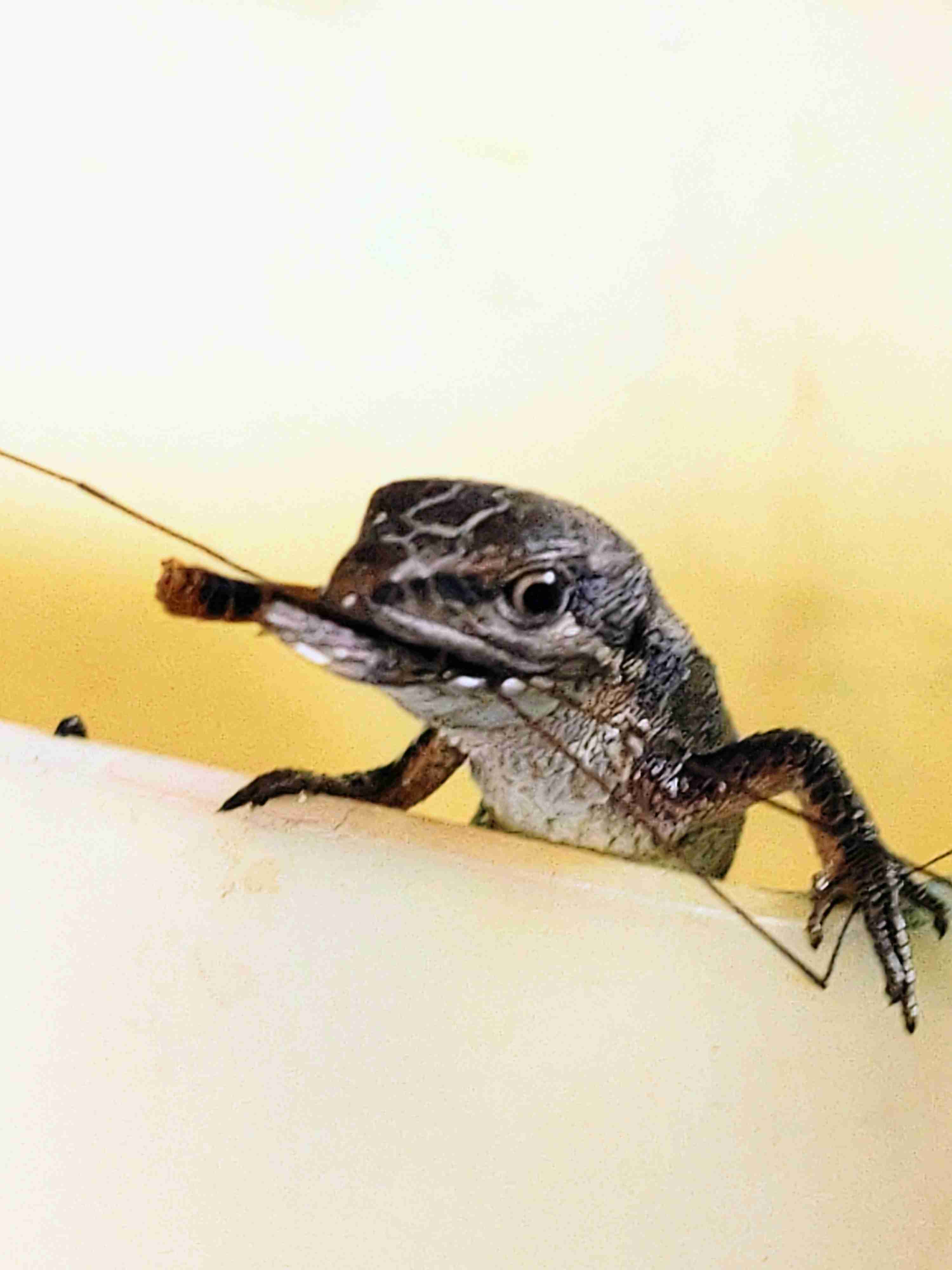 両生類・爬虫類のペット飼育している人🐸