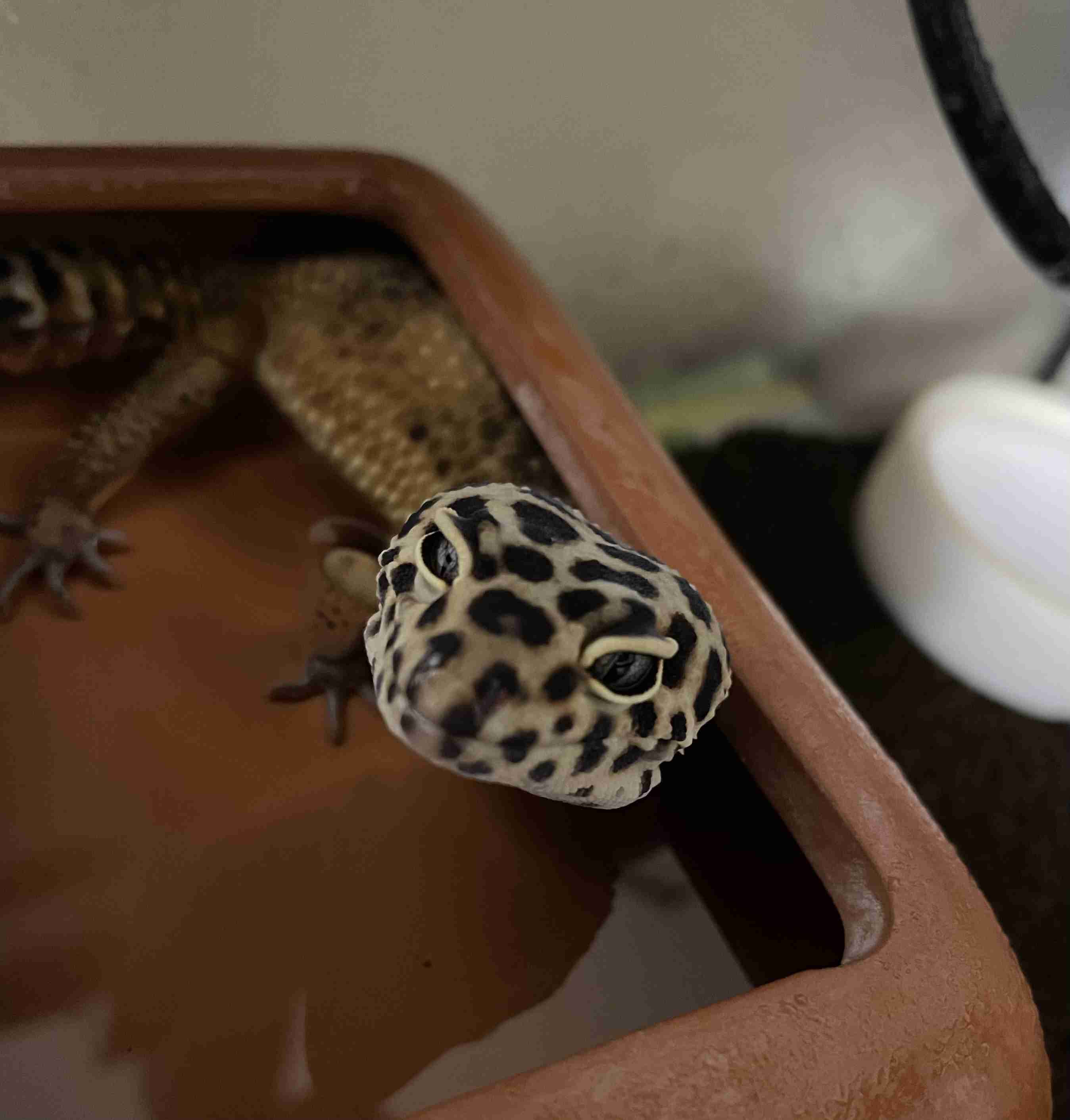両生類・爬虫類のペット飼育している人🐸