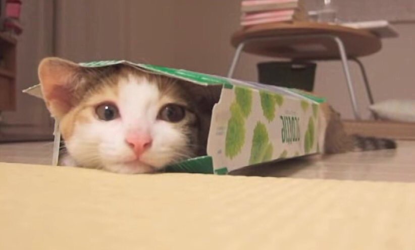 【恒例トピ】あなたの顔、ティッシュ箱よりも小さいですか