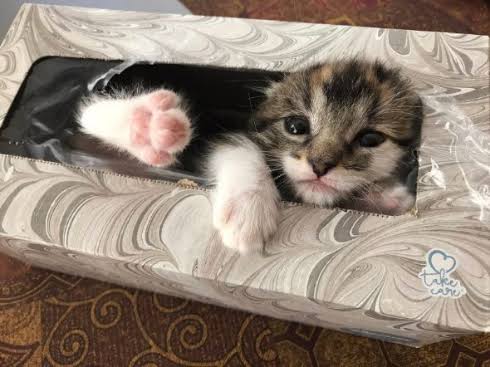【恒例トピ】あなたの顔、ティッシュ箱よりも小さいですか