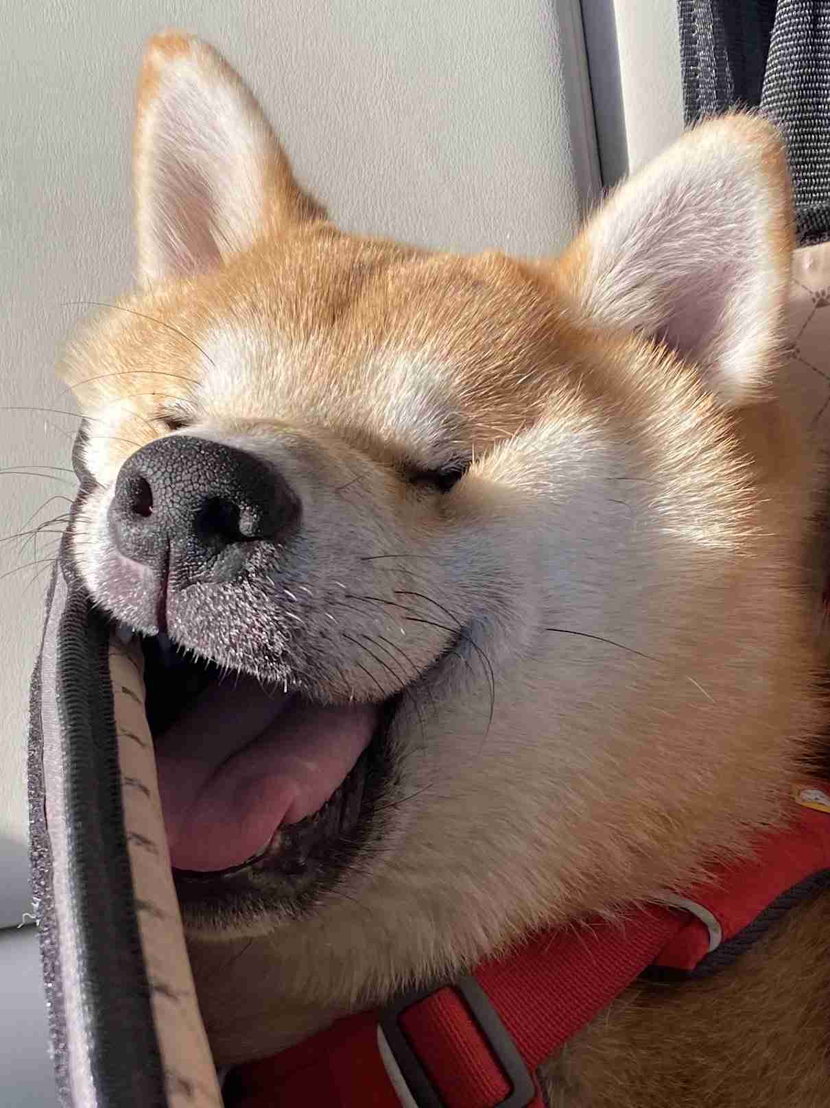 【ジャンル問わず】ただただ好きな画像を貼って立ち去るトピ