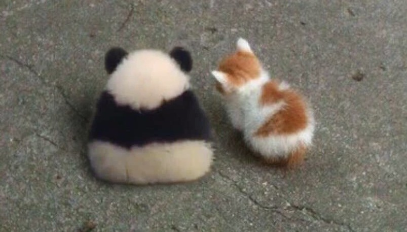 【ジャンル問わず】ただただ好きな画像を貼って立ち去るトピ