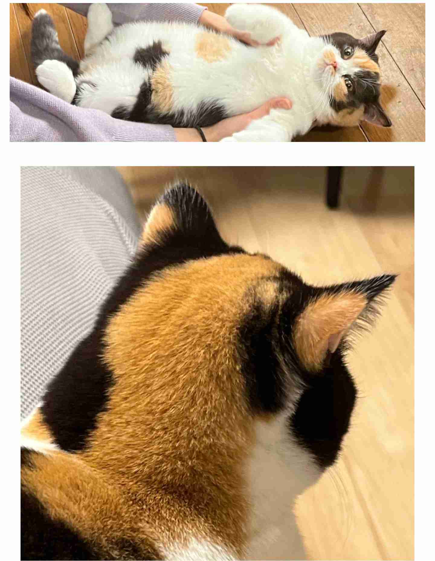 【ジャンル問わず】ただただ好きな画像を貼って立ち去るトピ