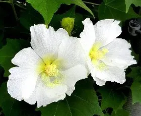 【ジャンル問わず】ただただ好きな画像を貼って立ち去るトピ