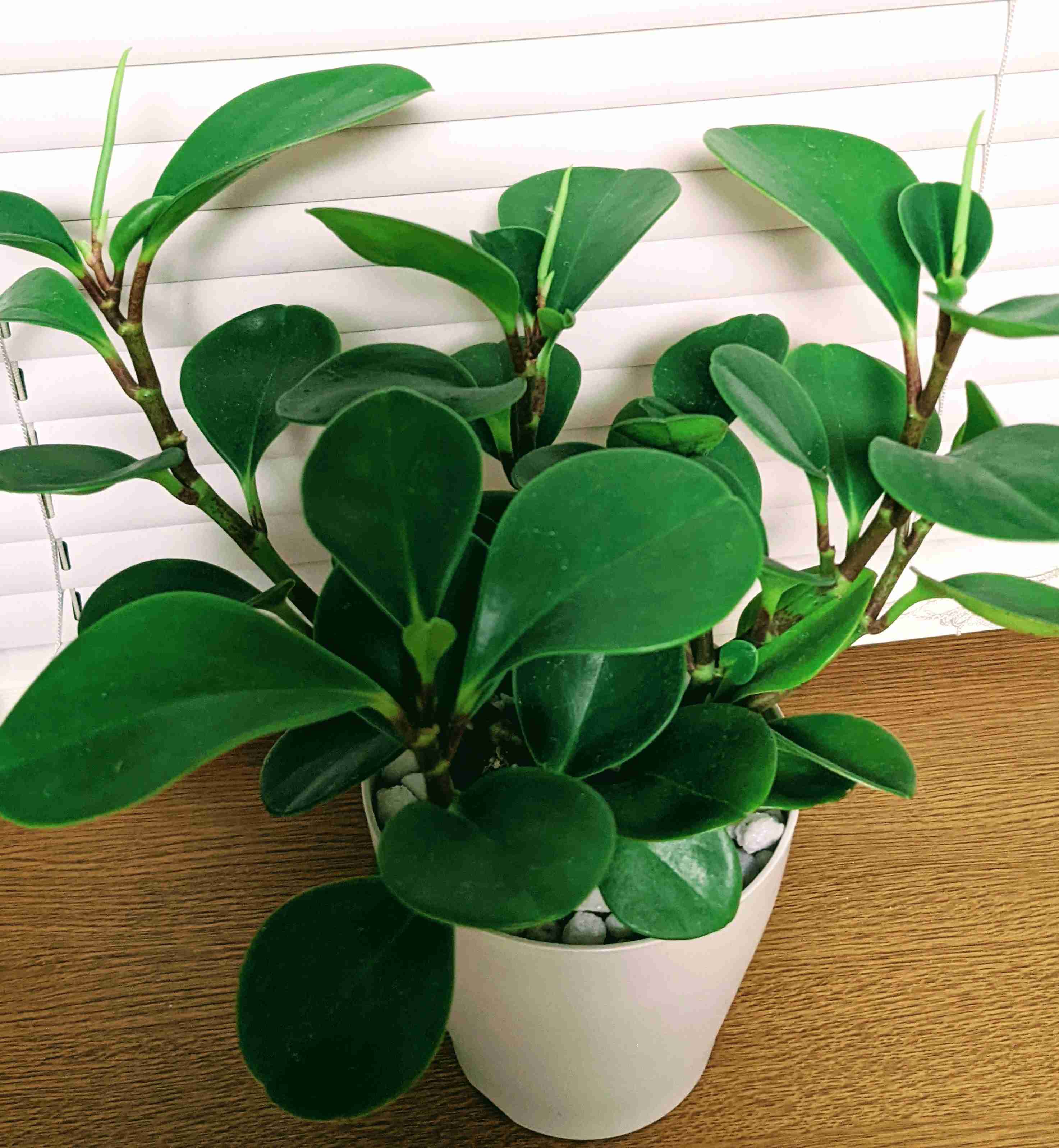 観葉植物を育てたい🔰