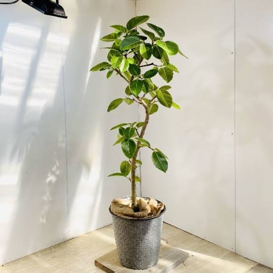 観葉植物を育てたい🔰