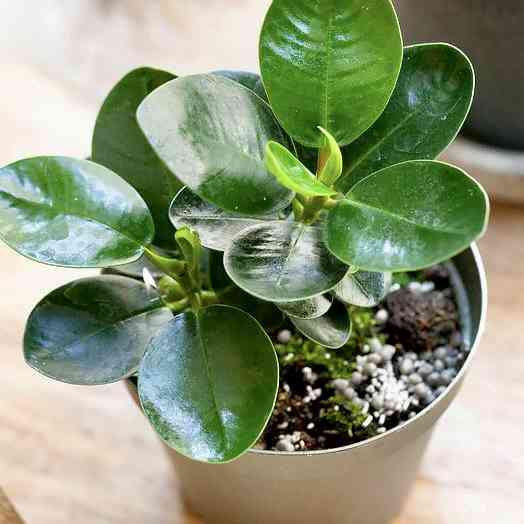 観葉植物を育てたい🔰
