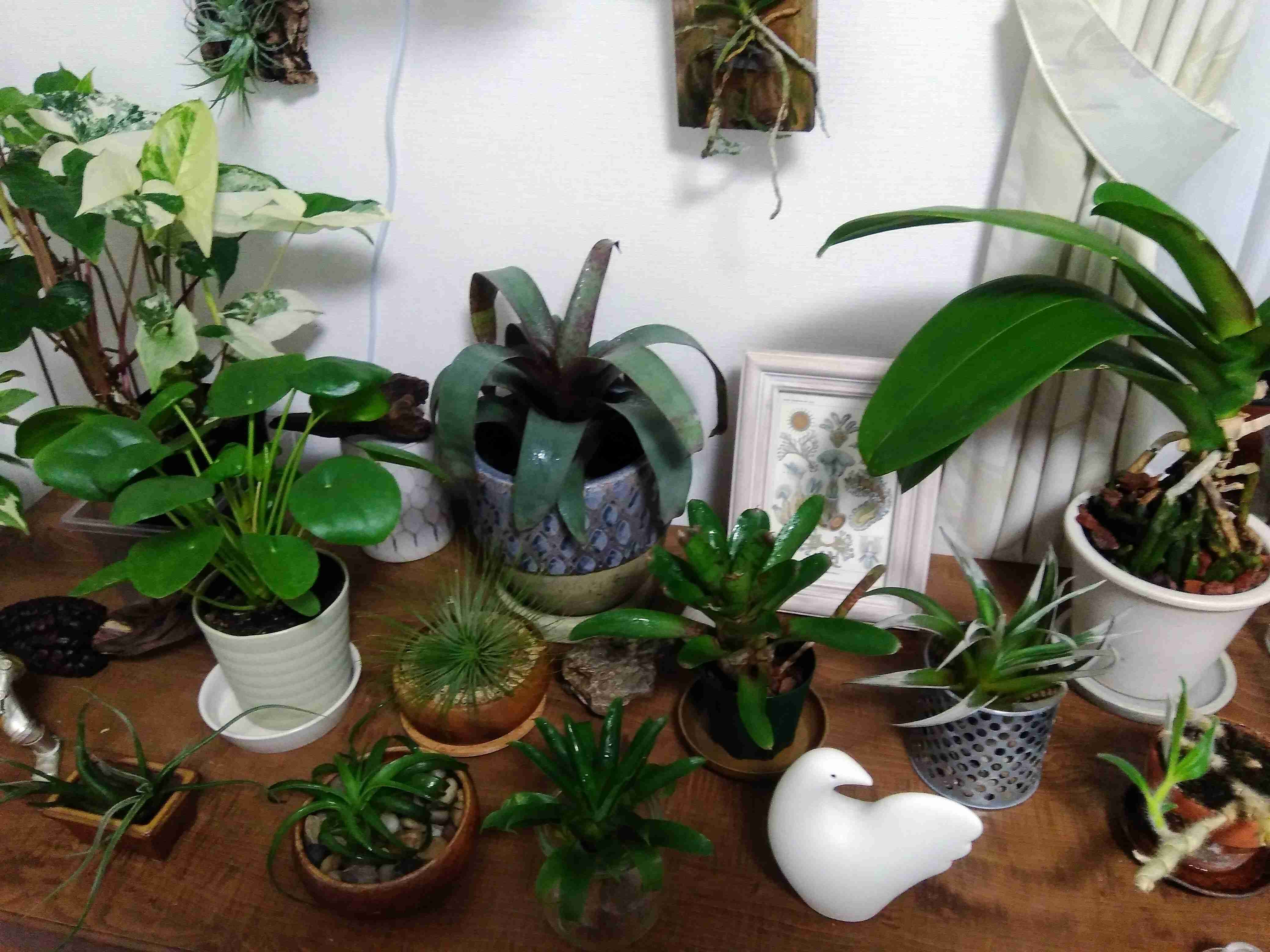 観葉植物を育てたい🔰