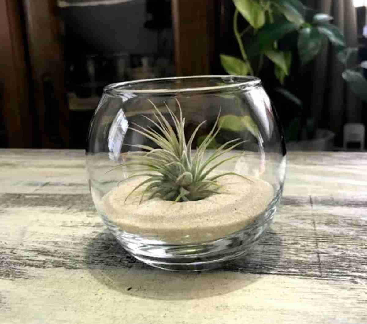 観葉植物を育てたい🔰