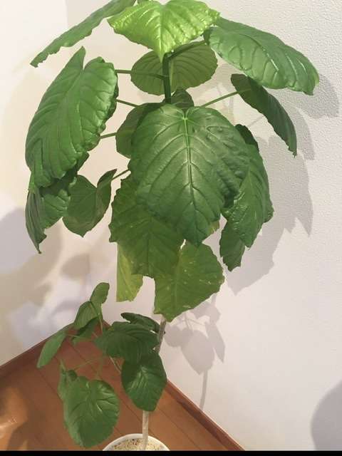 観葉植物を育てたい🔰