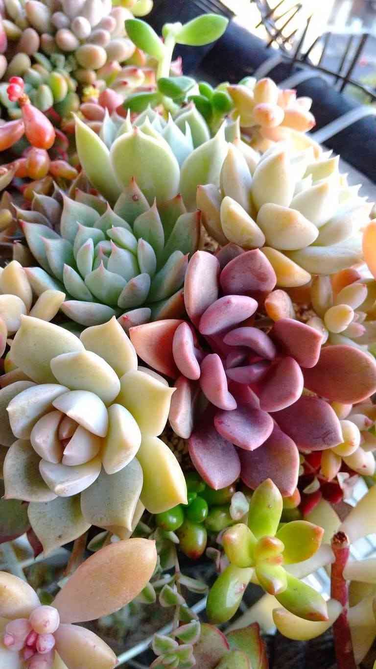 観葉植物を育てたい🔰
