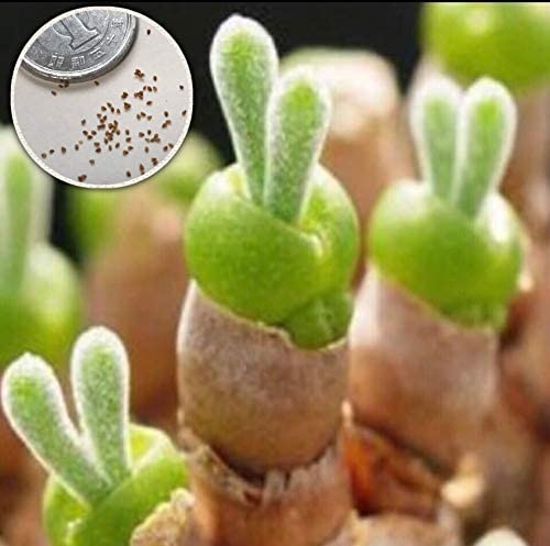 観葉植物を育てたい🔰