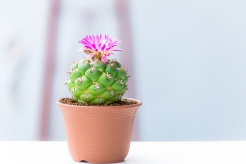 観葉植物を育てたい🔰