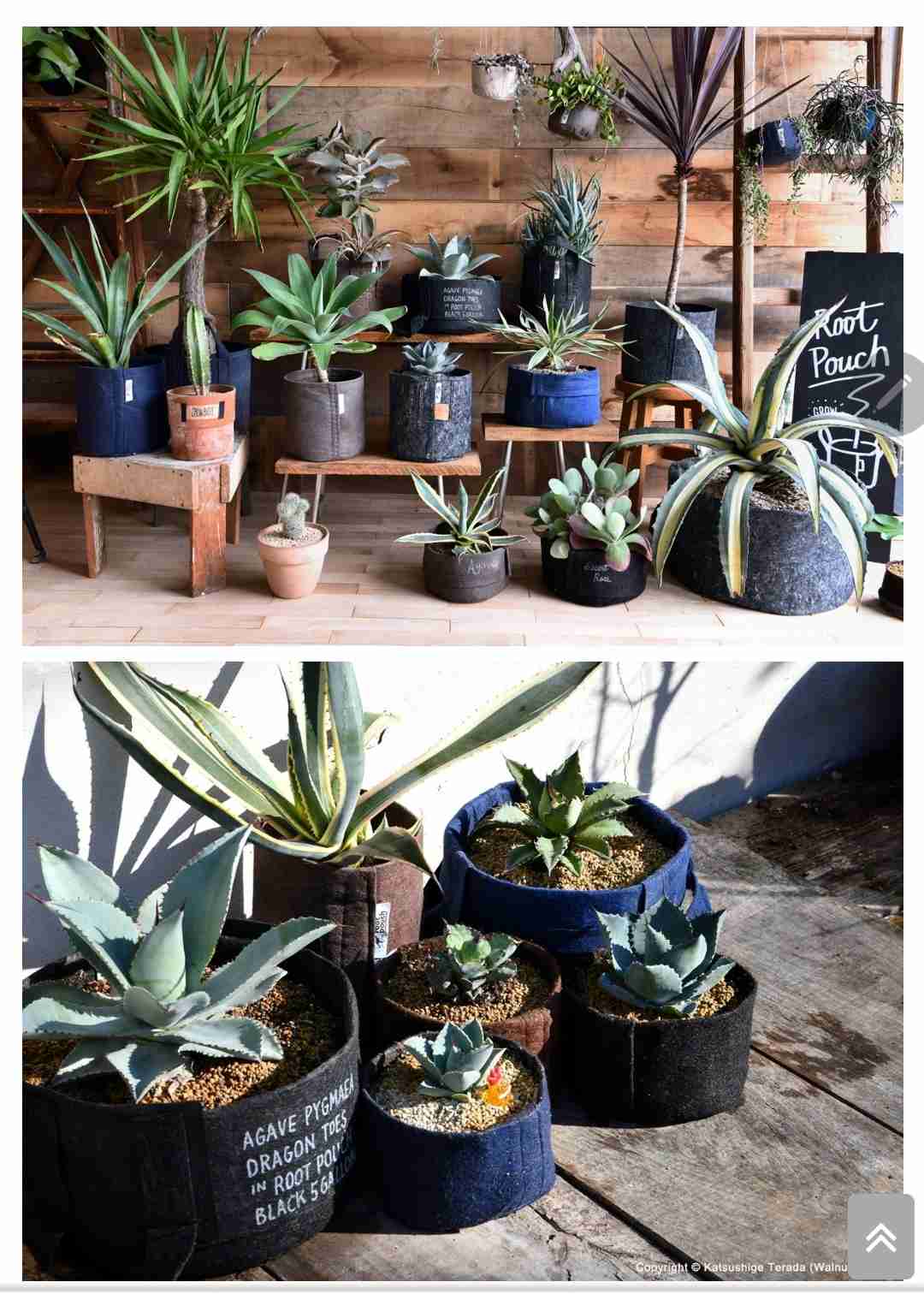 観葉植物を育てたい🔰