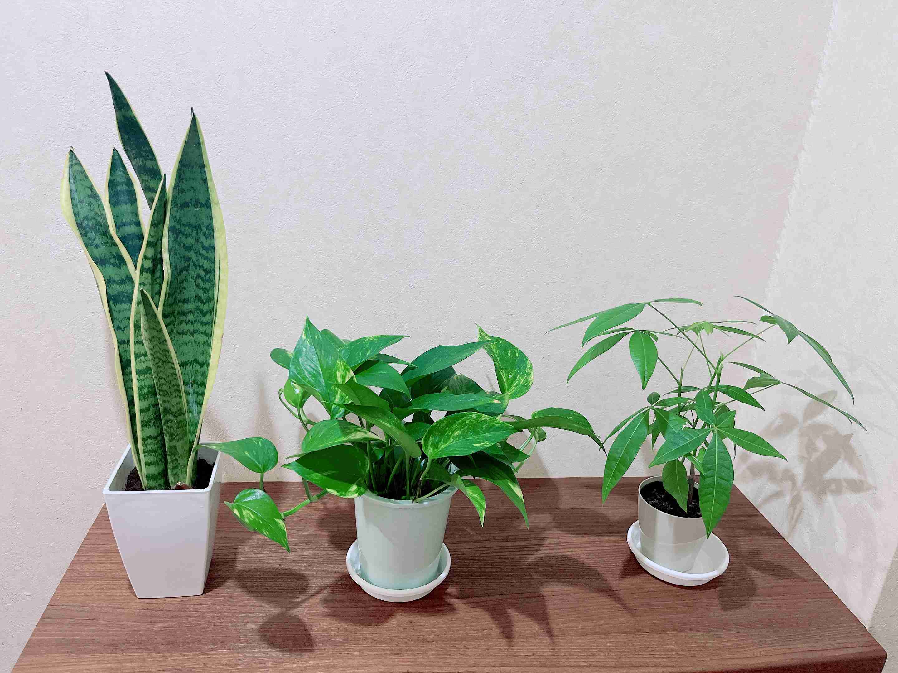 観葉植物を育てたい🔰