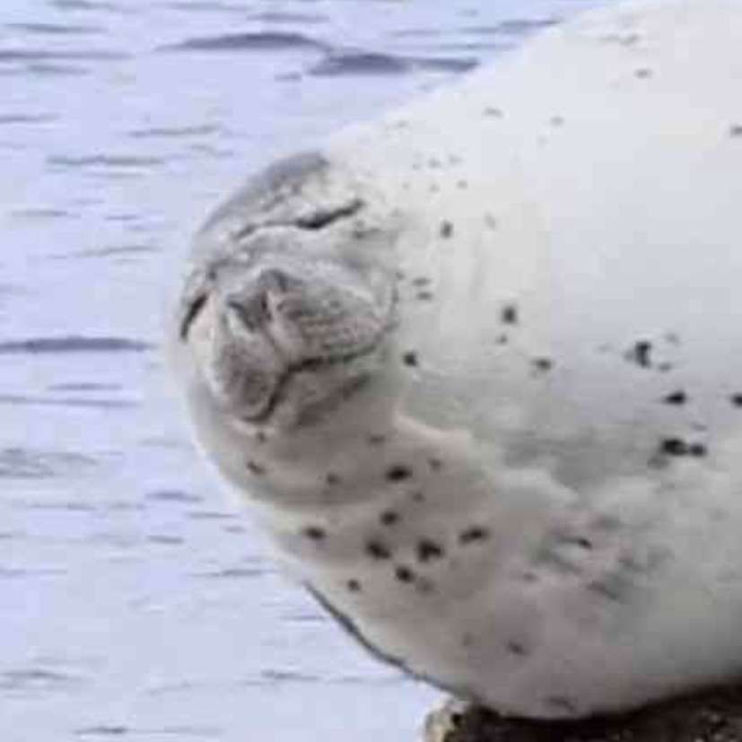 「この可愛さ、半端ない！」小さすぎる岩で昼寝するアザラシの動画に癒やされる人が続出