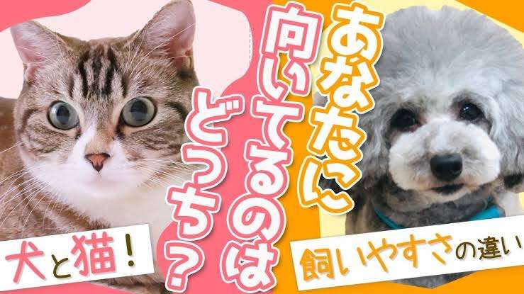 ＜ペット論争＞犬よりも猫のほうが飼いやすい？猫の飼い主さんたちの賛否両論の意見とは
