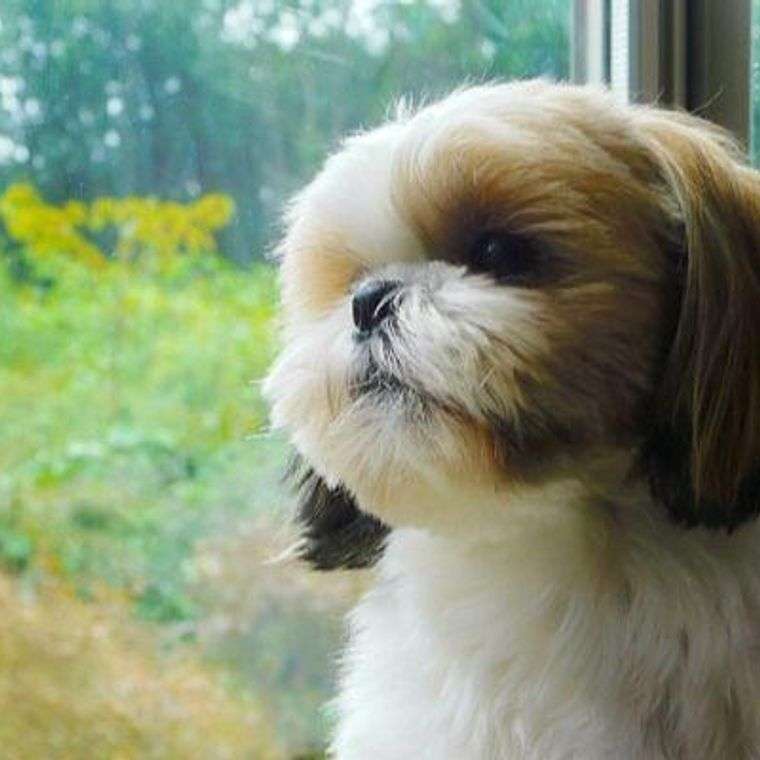 ＜ペット論争＞犬よりも猫のほうが飼いやすい？猫の飼い主さんたちの賛否両論の意見とは