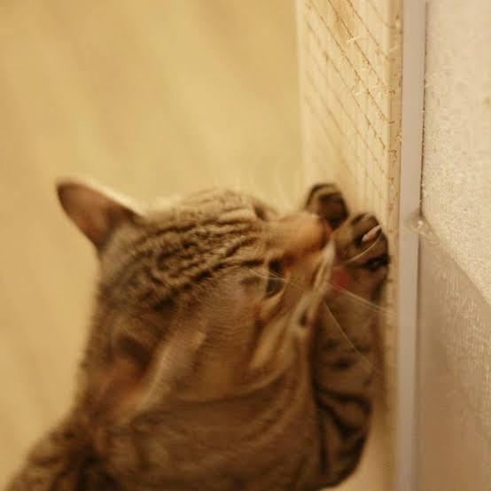 ＜ペット論争＞犬よりも猫のほうが飼いやすい？猫の飼い主さんたちの賛否両論の意見とは