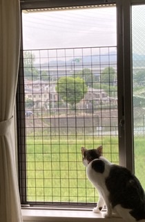 ＜ペット論争＞犬よりも猫のほうが飼いやすい？猫の飼い主さんたちの賛否両論の意見とは