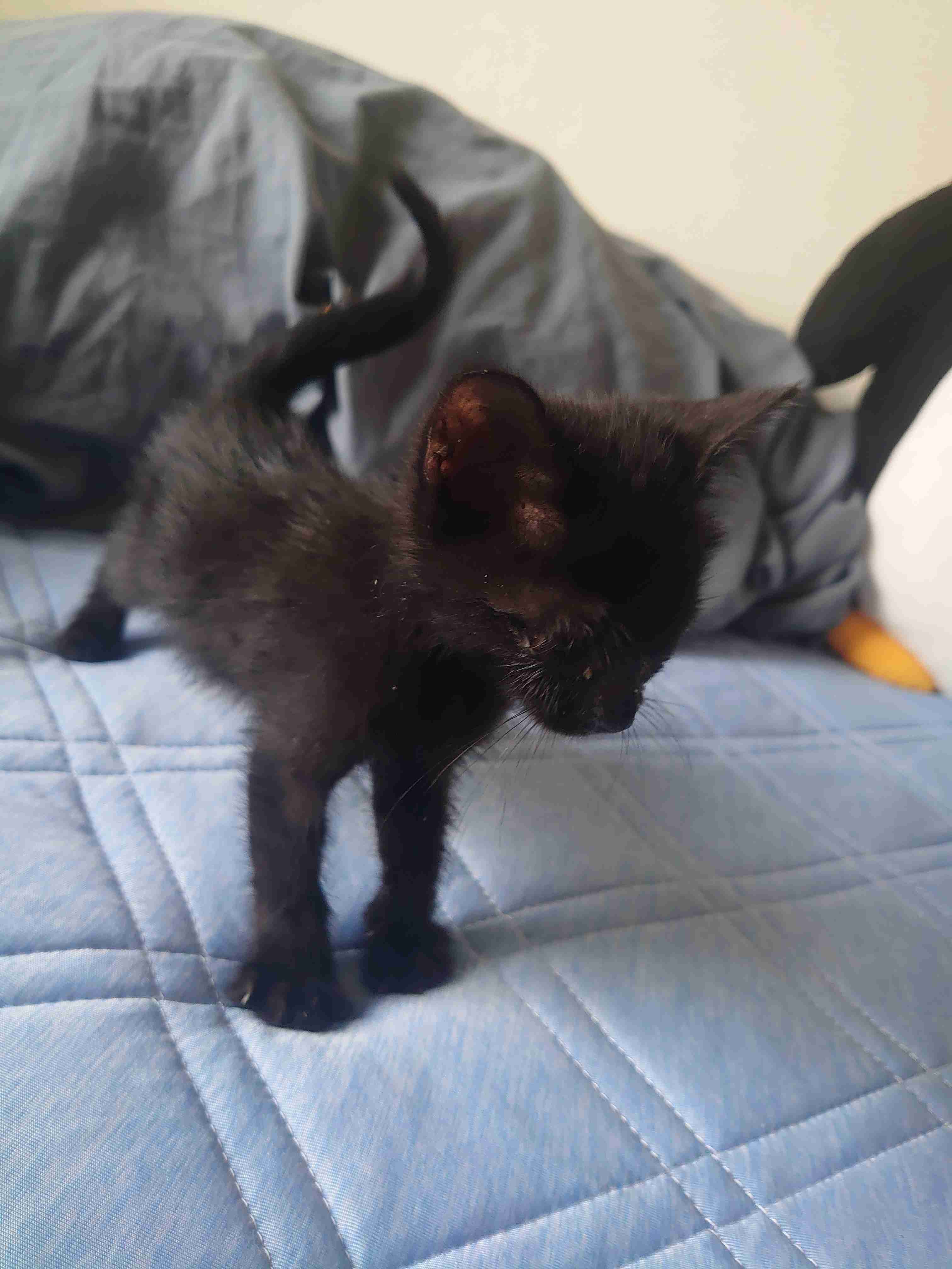 仔猫を拾いました。