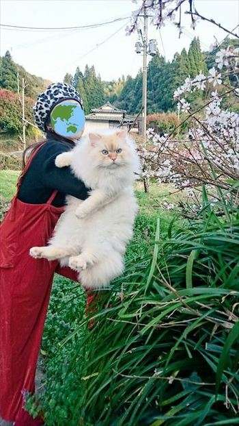 仔猫を拾いました。