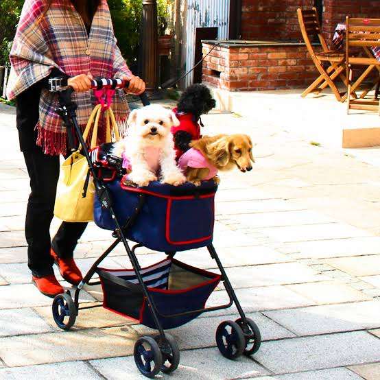 観光地に犬を連れて行く理由
