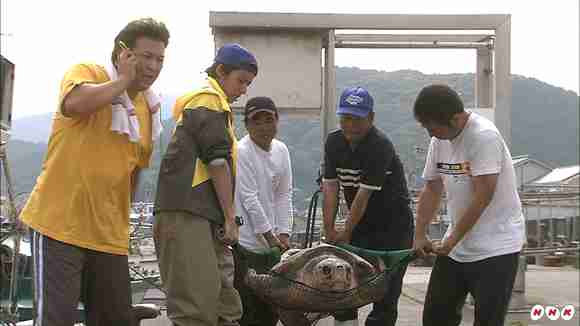 瀕死のウミガメ30匹以上見つかる 首に刺された痕 沖縄・久米島