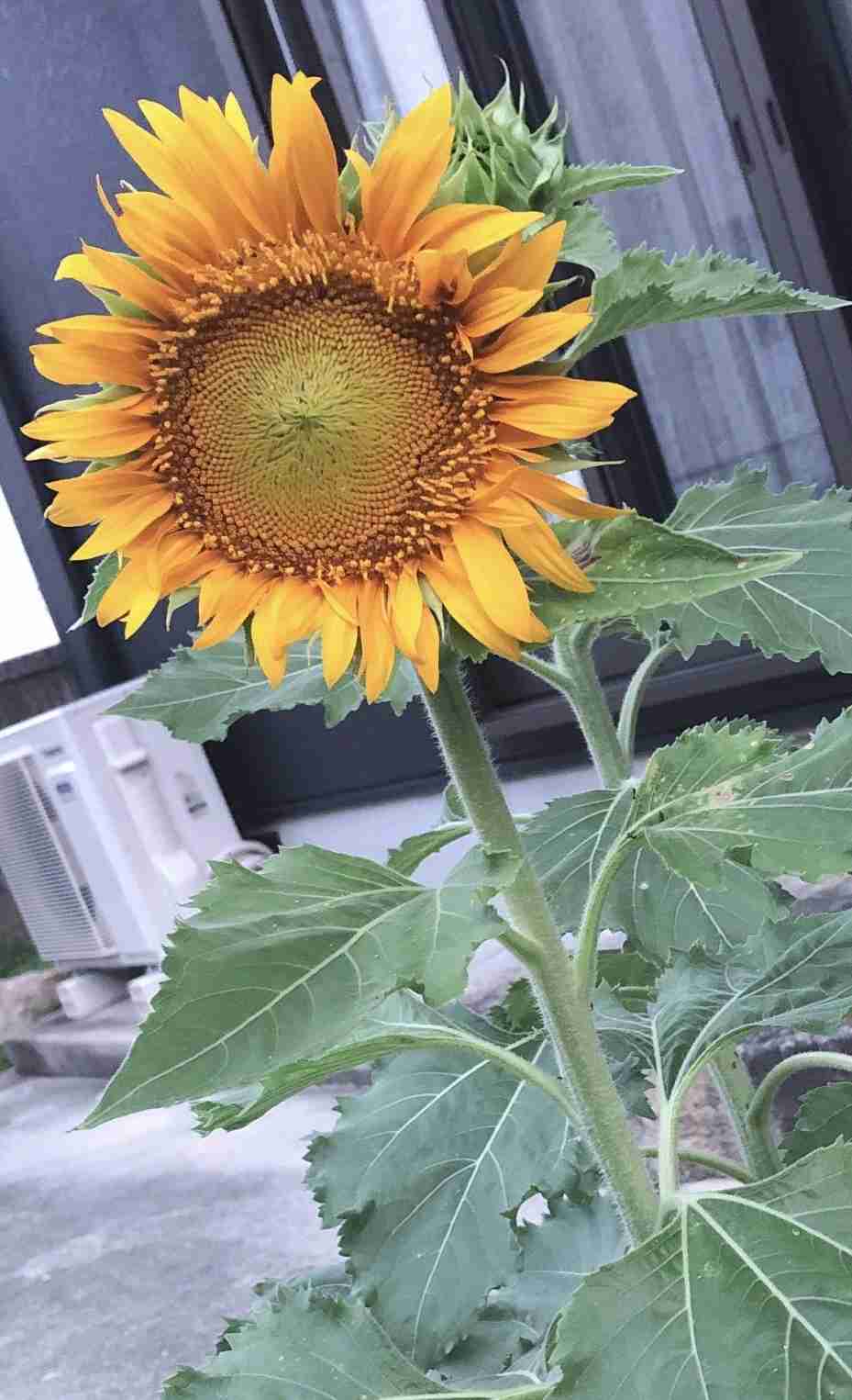 プチプラ💰ガーデニング🌿　part2