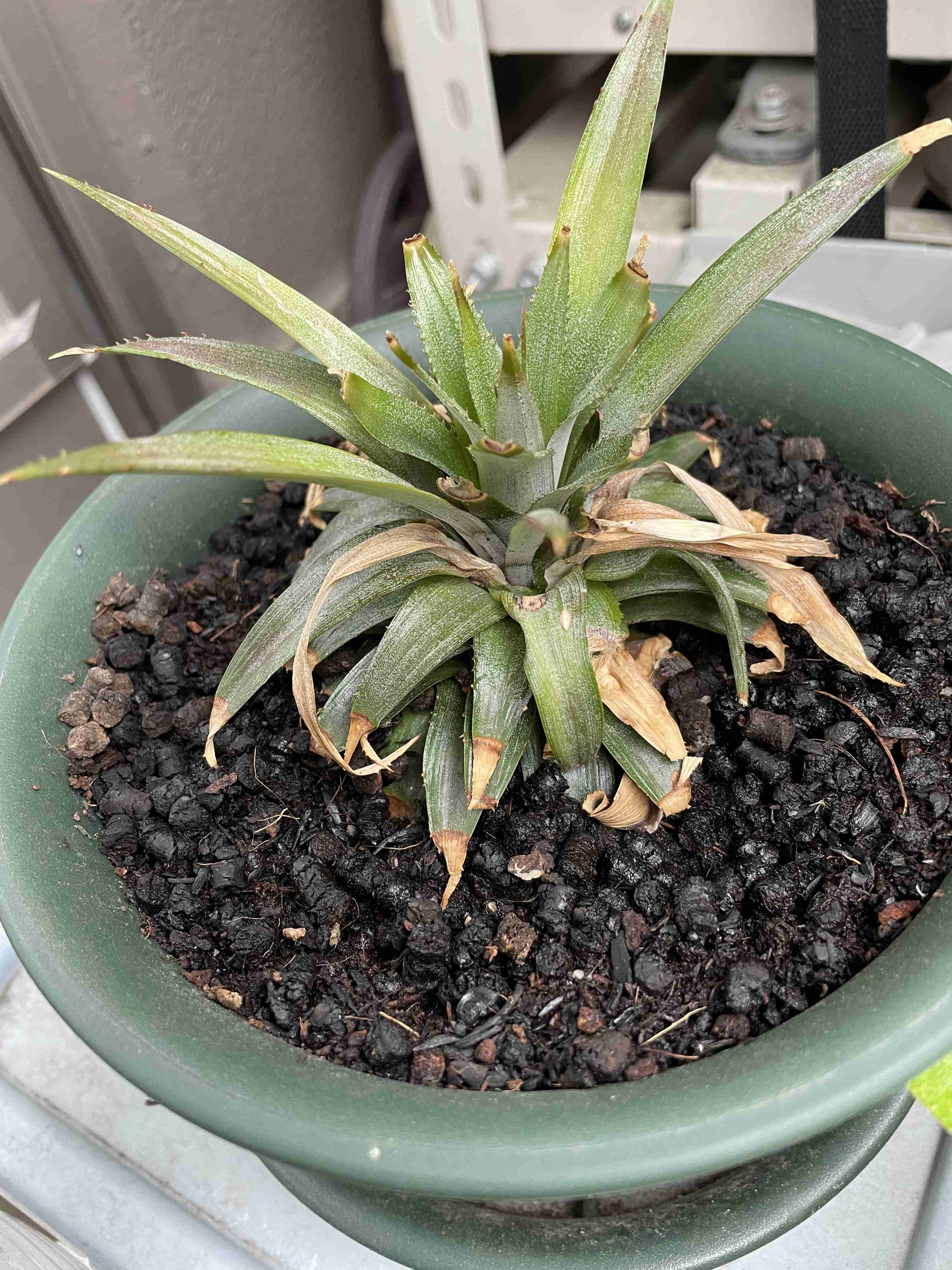 プチプラ💰ガーデニング🌿　part2