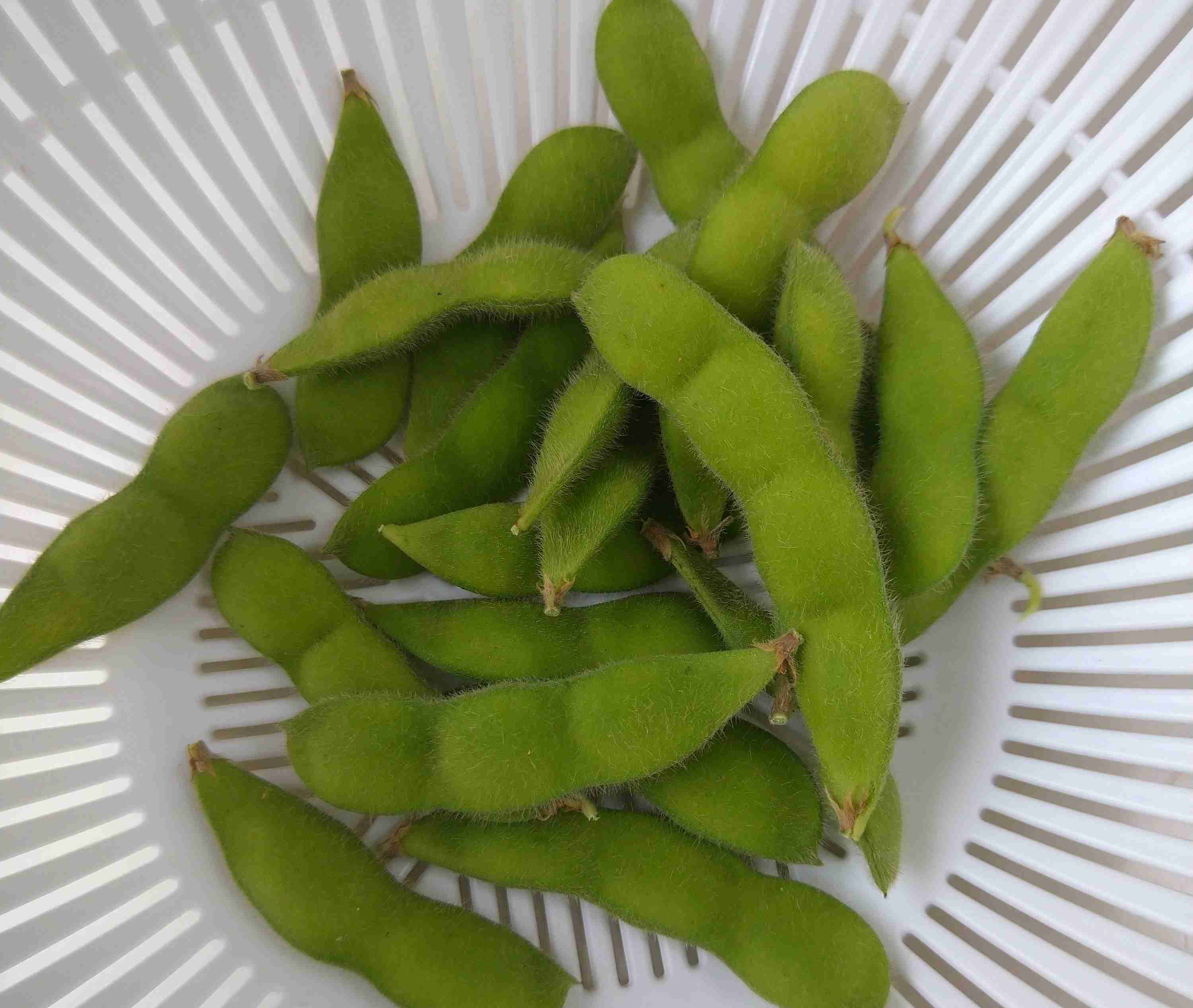 プチプラ💰ガーデニング🌿　part2