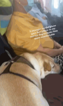 飛行機に乗った介助犬が搭乗客に寄り添って眠る“愛らしい姿”が話題に　海外