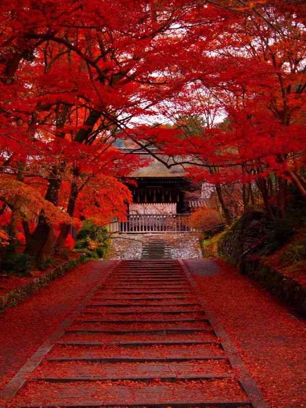 京都大阪観光のオススメ