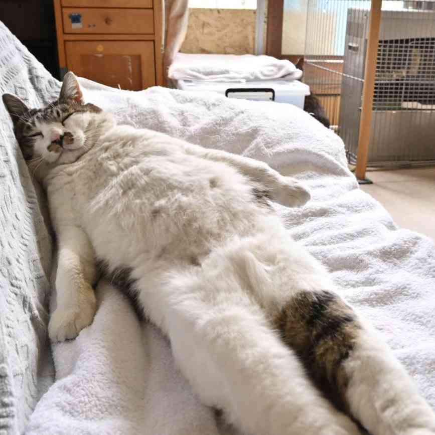 ごろ寝エクササイズ