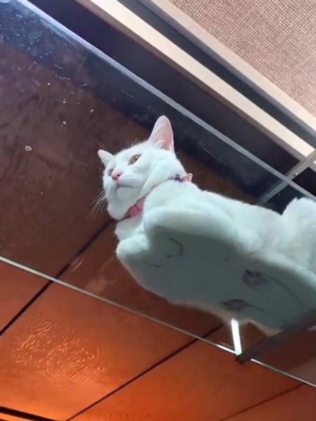 【アニメ漫画】実写化・コスプレの成功例だけ見たいPart2