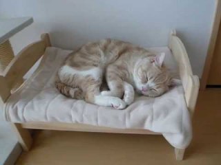 寝る位置が変わっても眠れますか？