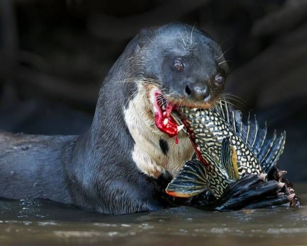 「かわいい」で飼育やめて　野生動物、動画で訴え
