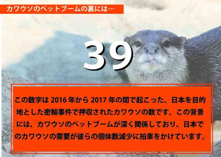 「かわいい」で飼育やめて　野生動物、動画で訴え