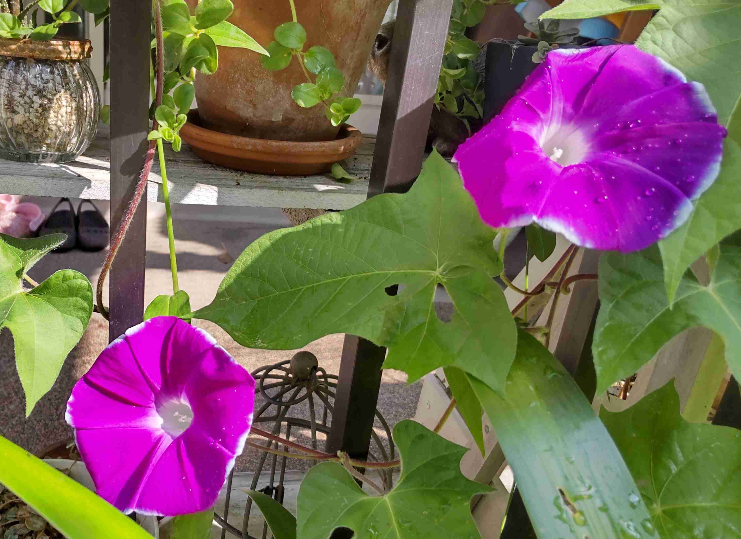 求む!🍹涼しげな食べ物、飲み物画像🍹