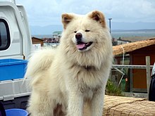 めぞん一刻を語ろう