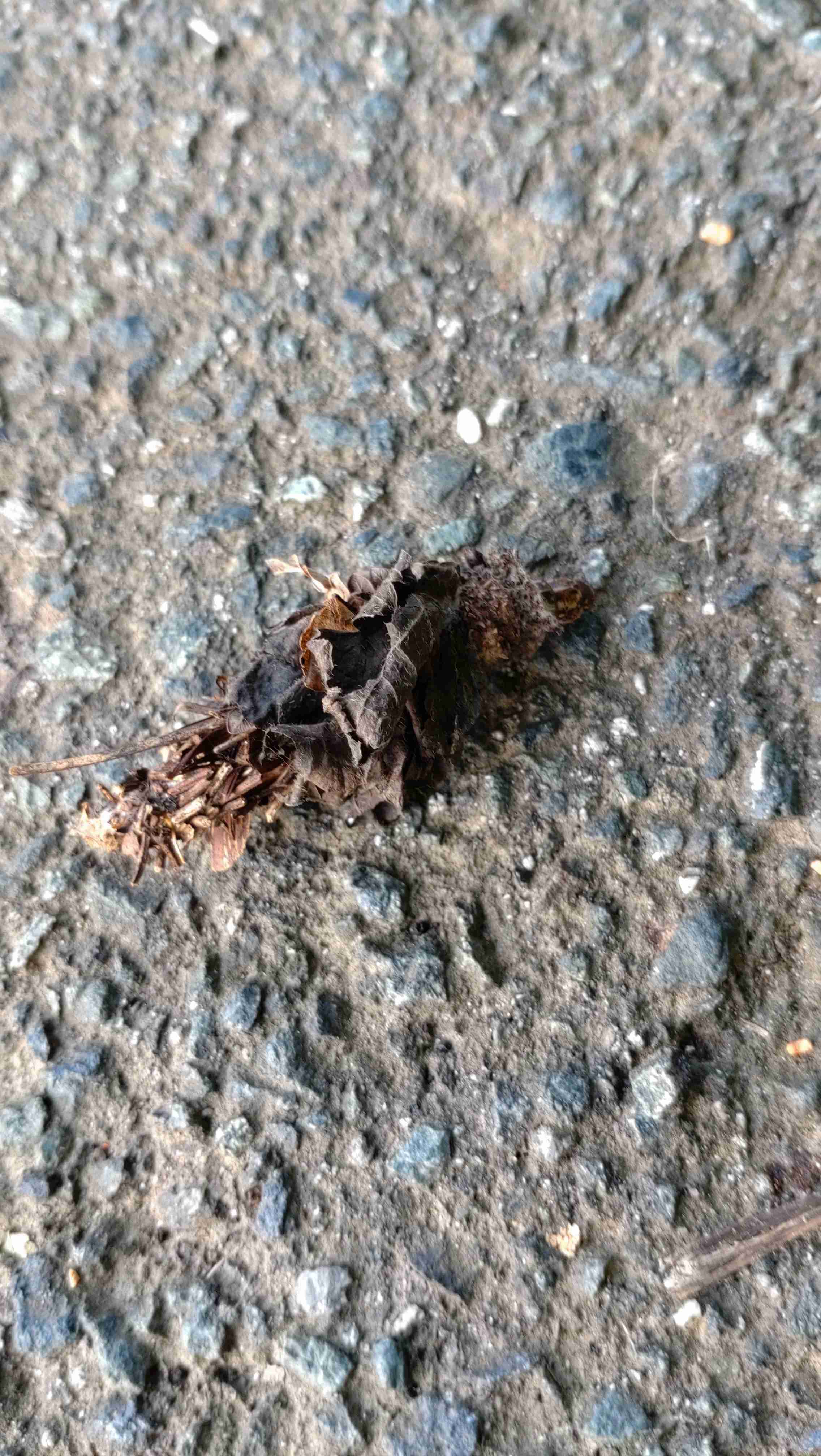 映えない写真選手権part2