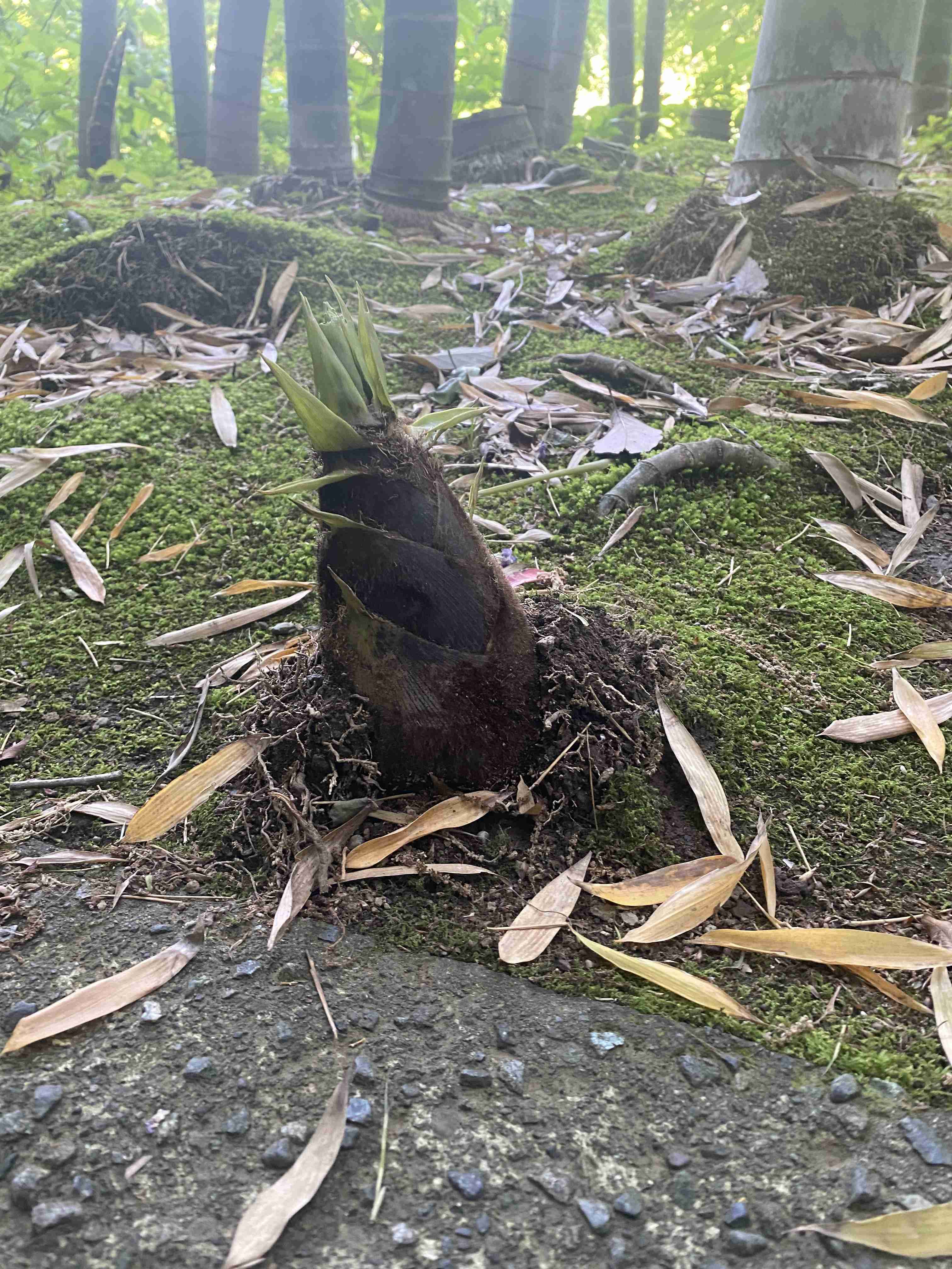 映えない写真選手権part2