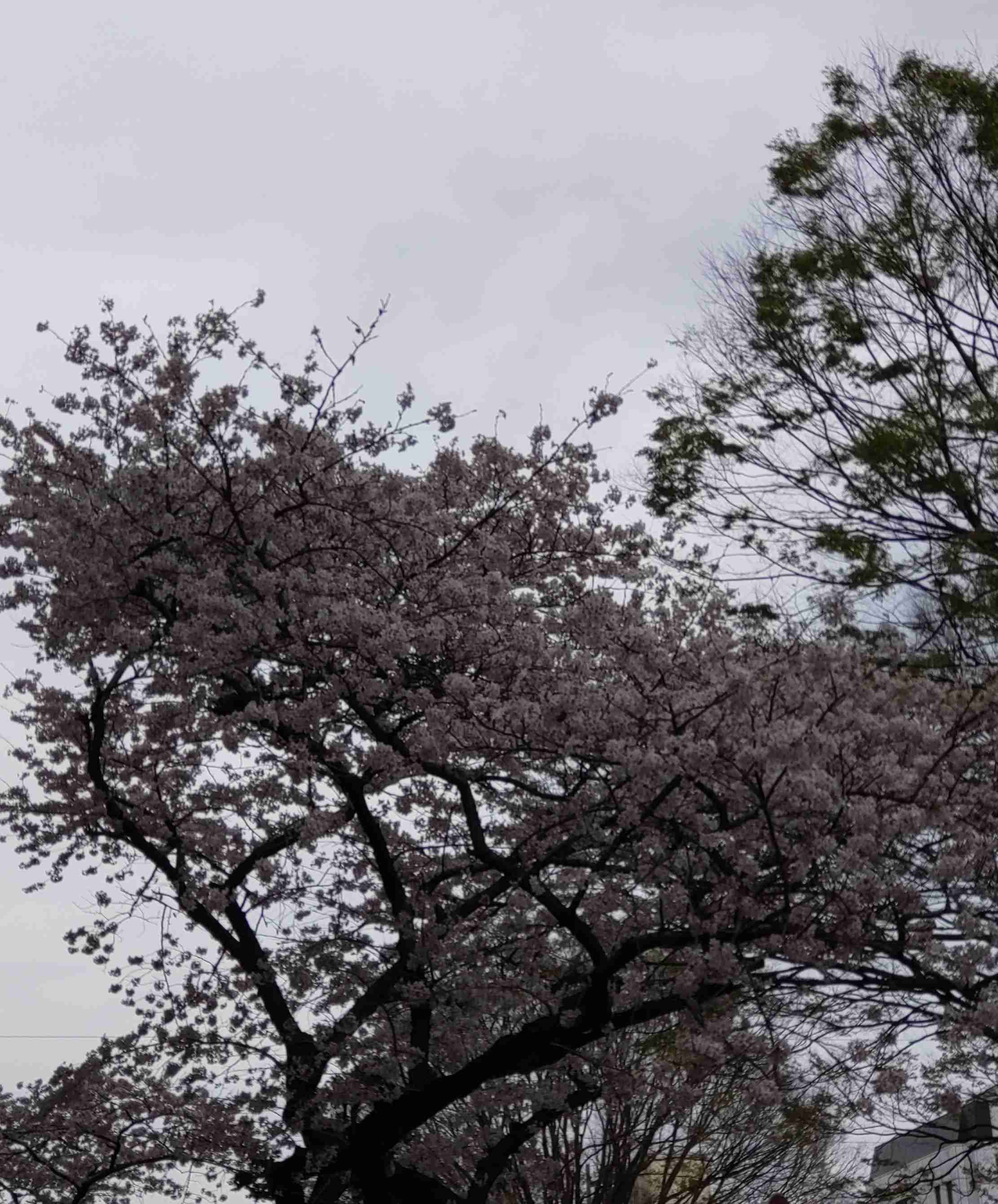 映えない写真選手権part2
