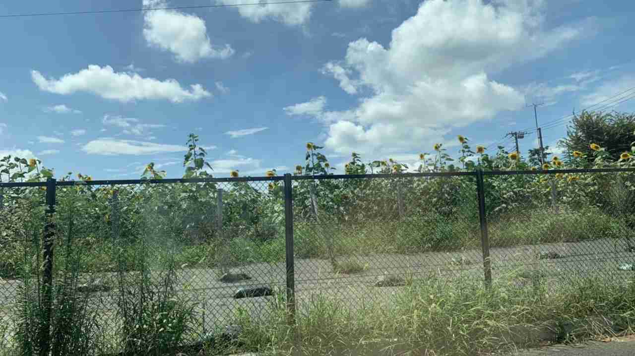 映えない写真選手権part2