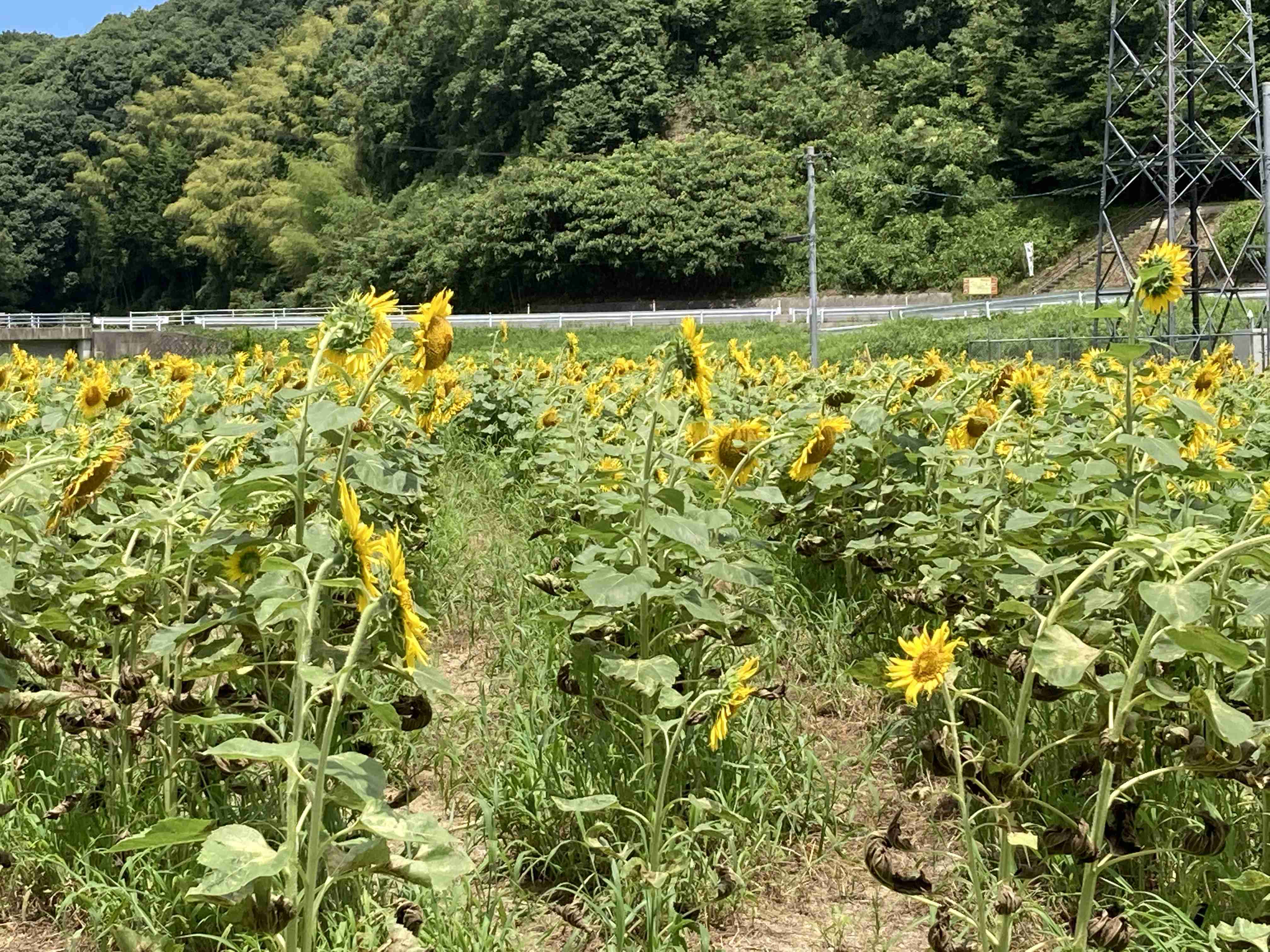 映えない写真選手権part2