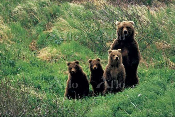 「熊に襲われている人がいる」 10歳前後の男の子と60代男性がけが 仙台市