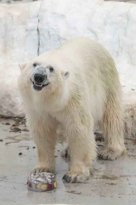 「熊に襲われている人がいる」 10歳前後の男の子と60代男性がけが 仙台市