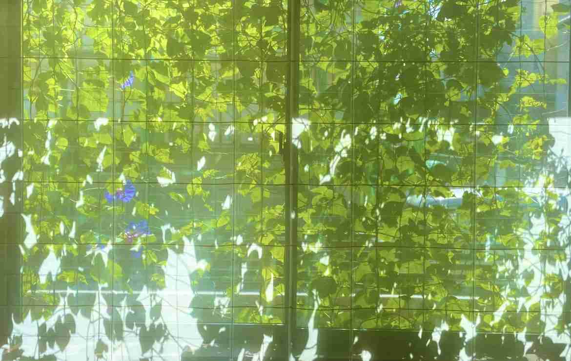 【園芸】グリーンカーテンの画像と栽培豆知識