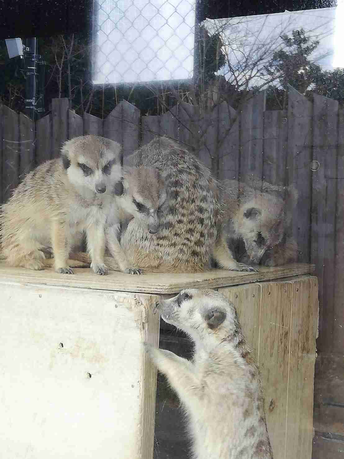 動物園を語るトピ Part2